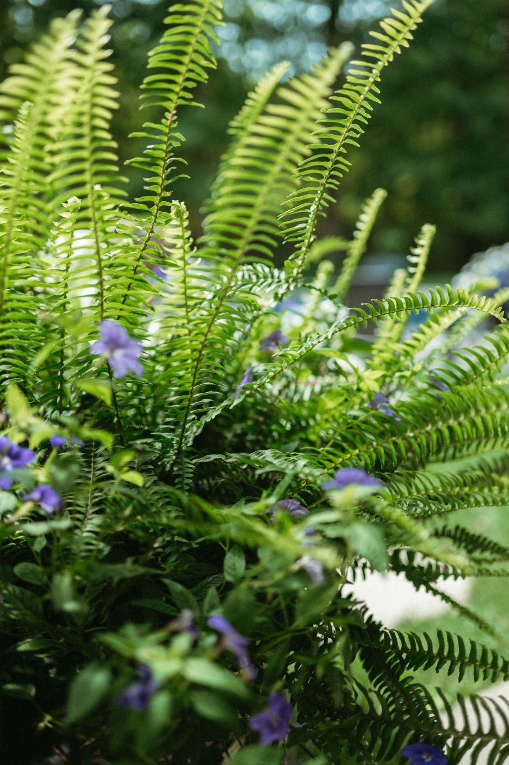 white flower planter by pool